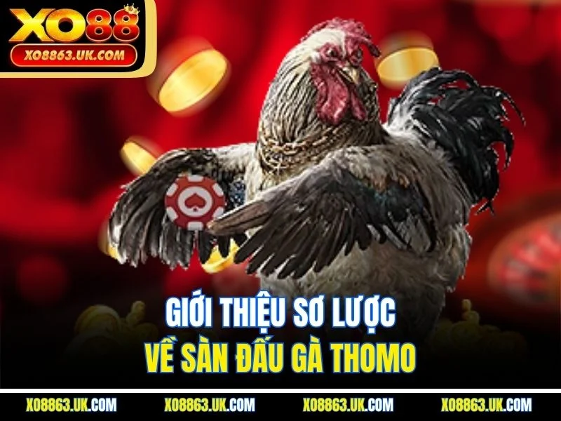 Giới thiệu sơ lược về sàn đấu gà thomo