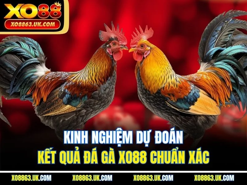 Kinh nghiệm dự đoán kết quả đá gà XO88 chuẩn xác